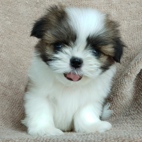 81897779 458215571526838 2583171070446010368 n