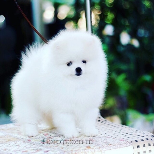 ผู้ครีม 200111 0002