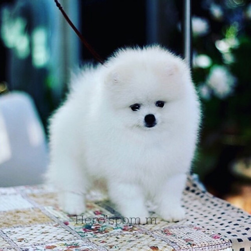 ผู้ครีม 200111 0004