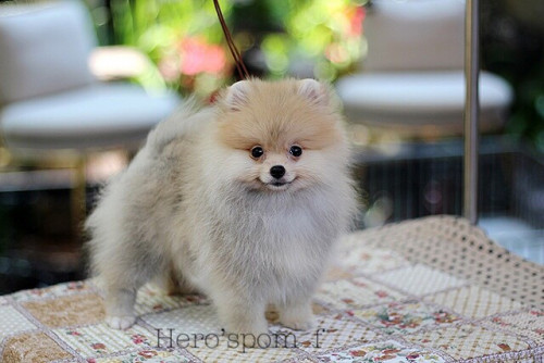 เมียส้ม 200111 0004