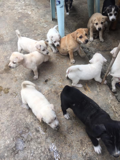 82170671 2657981610954290 8809566343205486592 n