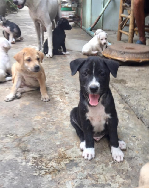 82830644 2657980750954376 9029094276461494272 n