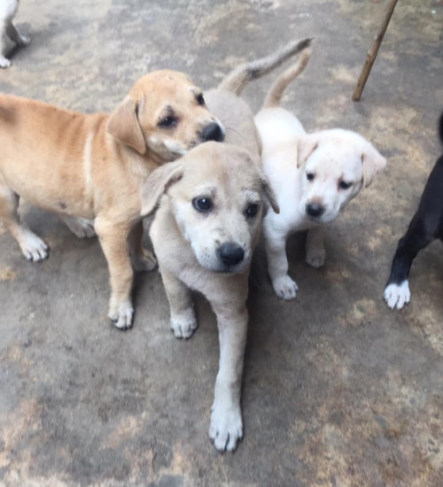 83162401 2657980704287714 3051761537267007488 n