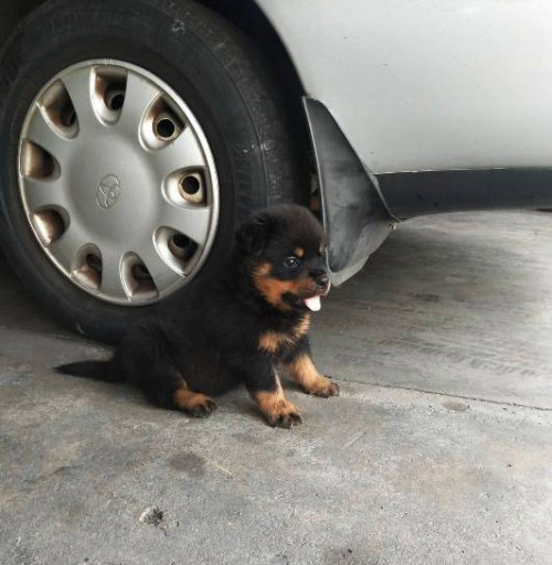 ลูกตัวผู้