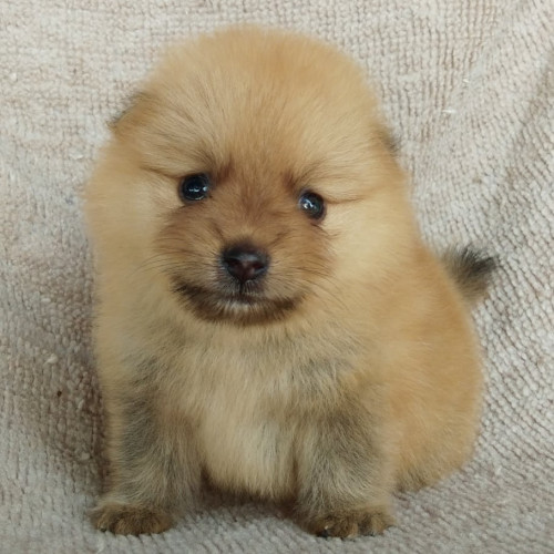 82838898 2370401449889546 5796395529474670592 n