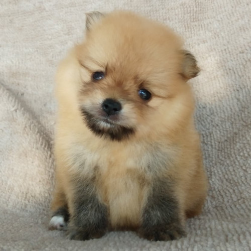 83226823 187752822619759 7591648677601476608 n