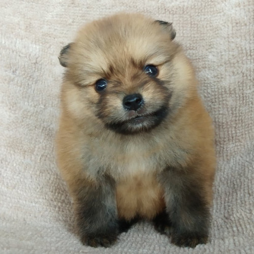 83261465 201420337677230 34029893469601792 n