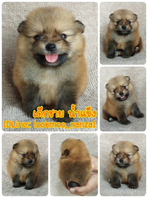 83387913 178841693332283 5354272283219197952 n