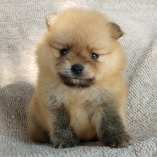 84273491 2424517414320266 4937604801320976384 n