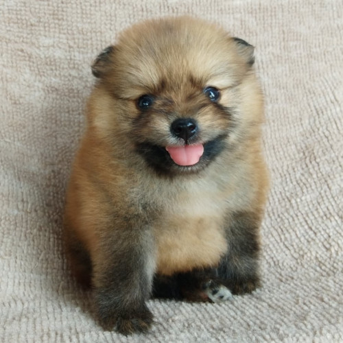 84398059 479063982720497 2342610987284168704 n