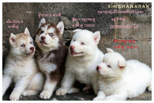 หมา รวมราคา