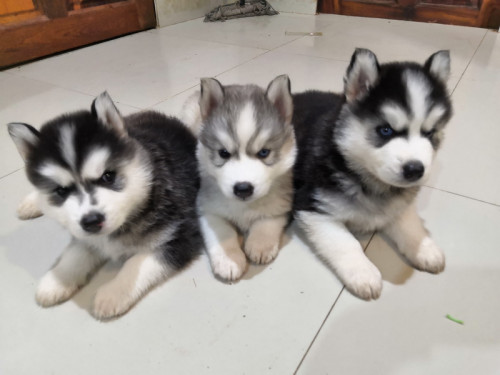 ผ รวม resize