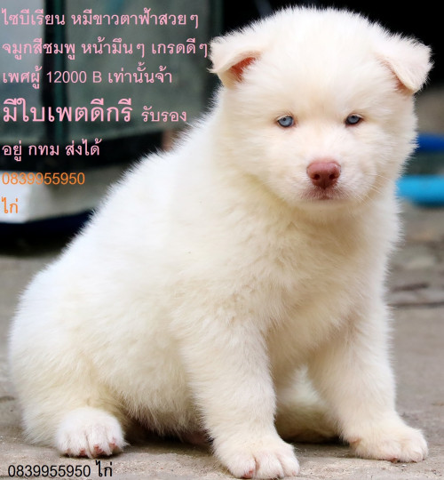 ไซหมีขาวลงเวป
