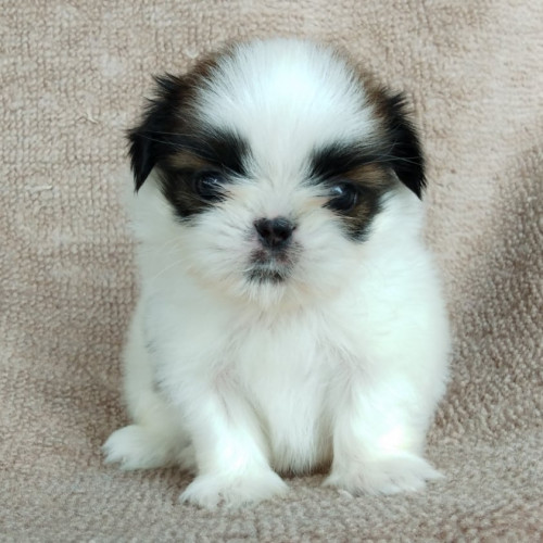 83085972 1305460049661494 5348740575795347456 n