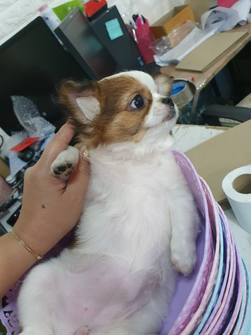Cotta 200126 0001