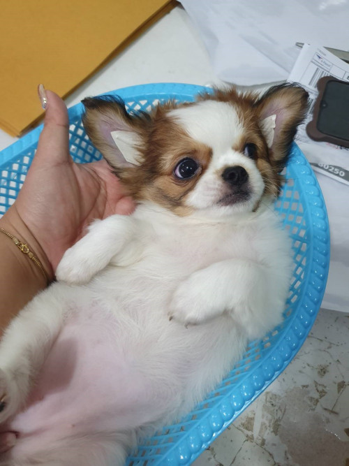 Cotta 200126 0006