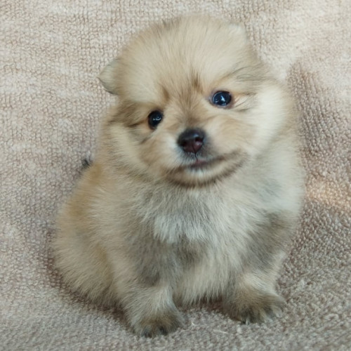 83576236 196604774867337 542680606887116800 n