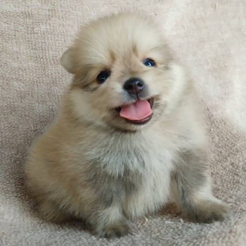 83847649 1054926458217941 2929575593211068416 n