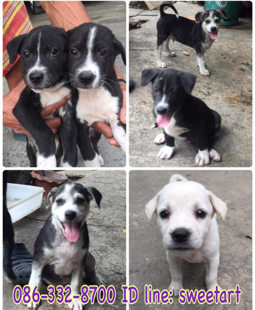 82917758 2667526266666491 5112352482130919424 n