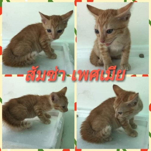 83641951 1497176380431824 3767046825261924352 n