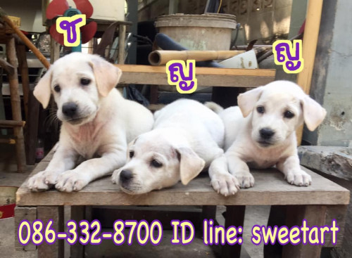83849816 2703831883035929 4822883669339275264 n