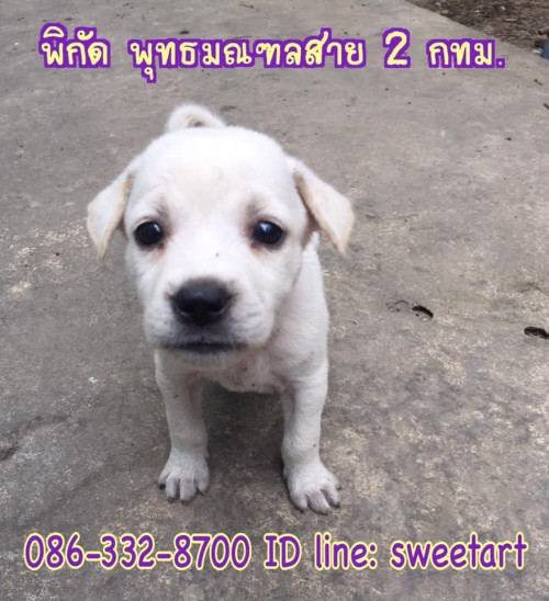 84019420 2697536706998780 3652327222288580608 n