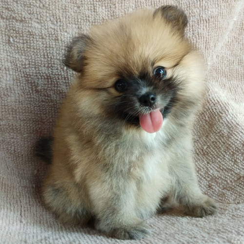 83235005 180761726583365 7567435163815116800 n