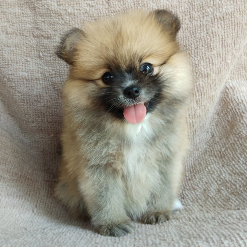 84137575 870356070087029 7863318325579743232 n