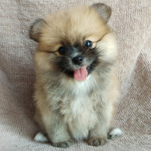 86378299 248681559484750 1239351966182670336 n