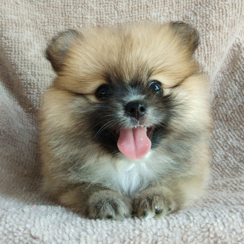 86624123 1161841314207199 7360060892790128640 n