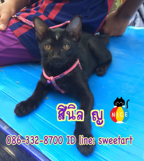 86474775 2724831127602671 4995167086893334528 n