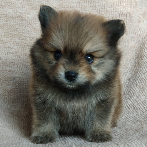 87267455 536107147024819 4860647856484122624 n