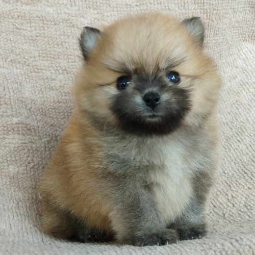 87698747 870447290068500 9065092897040236544 n