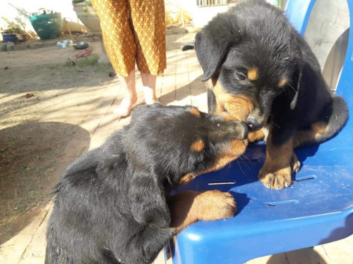 FB IMG 1583126719228