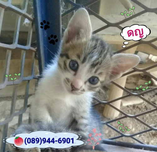 88236376 2714661975319533 1837745660472852480 n