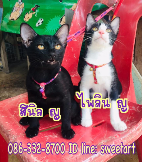 83977009 2765958310156619 1084026733075628032 n