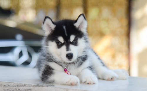 1509851 885333951501500 790122357175879130 n