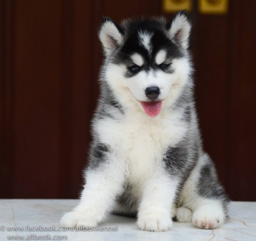 10414485 850348821666680 1279105014951048616 n