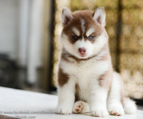 10711073 858211854213710 2317482818759006652 n