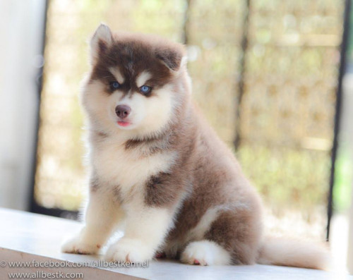 32073051 1906446162723602 5822526308072030208 n