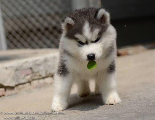 1621832 729302063771357 290835413 n