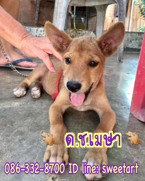 91984965 2818341841584932 7227010451001835520 n