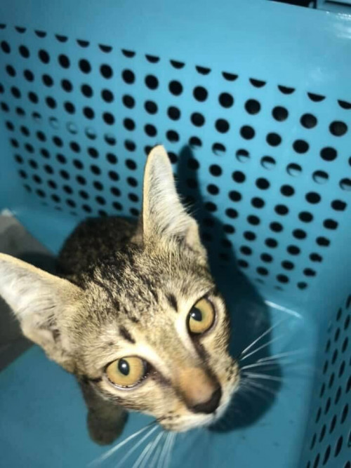 92381475 2898243463590407 6438735281892884480 n