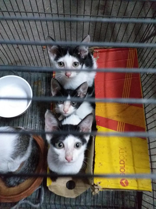 93193038 1486445741525056 6065928611611803648 n