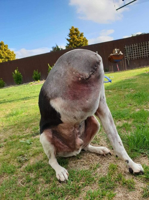 three legged dog confusing pic 1