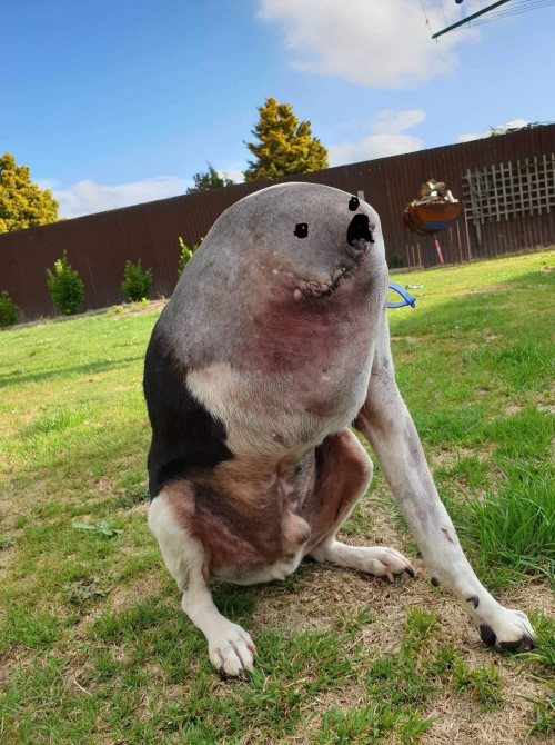three legged dog confusing pic 2