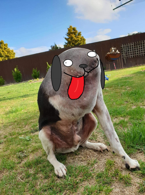 three legged dog confusing pic 3