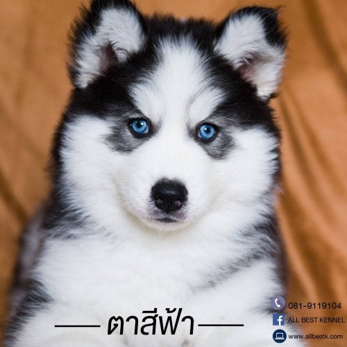 45558429 2171321012902781 8641119302109364224 o