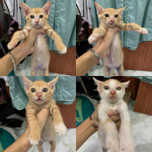 93025348 1858476017619984 5644910937728090112 n