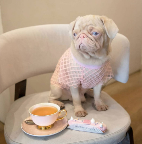 rare dog milkshake the pink pug 3 5e8c6280232d5 880